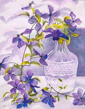 Clematis